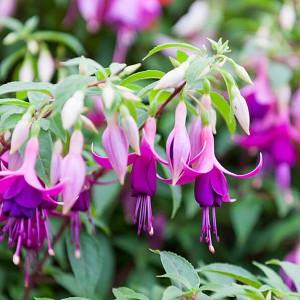 Fuchsia Ben Jammin, Flowering Shrub, Purple Flowers, Pink Flowers, container plant